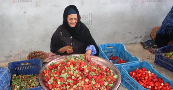 الدهب الأحمر نور الغيطان.. محصول الفراولة يزين حقول القليوبية