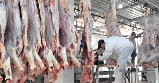 الزراعة: 497 مجزرا مجهزا لاستقبال الأضاحى خلال أيام العيد بالمجان