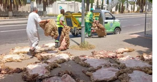 حملة لجمع جلود الأضاحى فى الجزائر.. اعرف التفاصيل