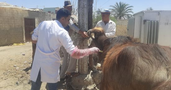 الخدمات البيطرية تخصص خطا ساخنا لتلقي بلاغات المواطنين