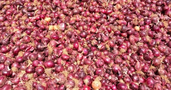 صادرات مصر من البصل والثوم تسجل 288 ألف طن فى 2025