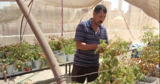 محافظ القاهرة: نجاح تجارب زراعة الأسطح وتعميمها على 450 عقارا