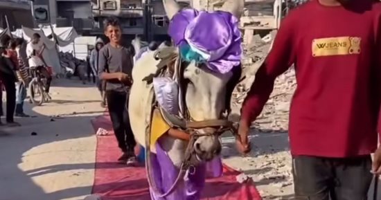 البسمة تتحدى الألم.. حفل لتكريم أصحاب الحمير على خدمتهم لسكان غزة