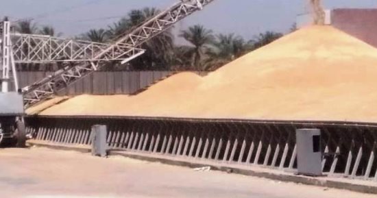 توريد 552 ألف طن من القمح لصوامع أسوان بنسبة 113% من المستهدف
