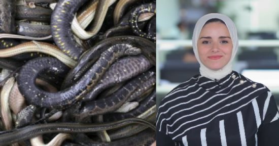 ثعابين وحشرات وعناكب.. إحباط محاولة تهريب زواحف وكائنات نادرة بمطار القاهرة 