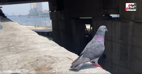 الحمام الطليق في قلب القاهرة.. لوحة فنية ترسمها أيادي مجهولة بحب.. فيديو