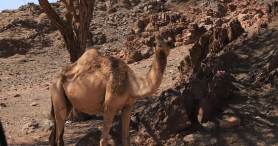 حين يتعانق الجمل والطير تحت ظلال الجبل.. مشاهد لا تُنسى بسرابيط الخادم فى سيناء.. صور