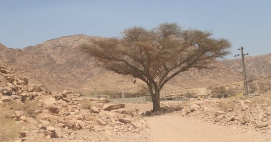 "الحارس الأخضر" لجبال سرابيط الخادم بسيناء شجرة صامدة تحرس المكان وتظله