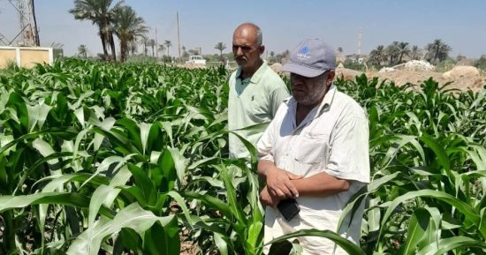 وكيل زراعة سوهاج: انطلاق الحملة الاستكشافية لمكافحة دودة الحشد بزراعات الذرة الشامية