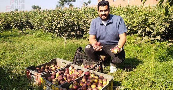 "أبو حلاوة يا تين".. شاهد حصاد التين البرشومى من مزارع القليوبية.. فيديو وصور