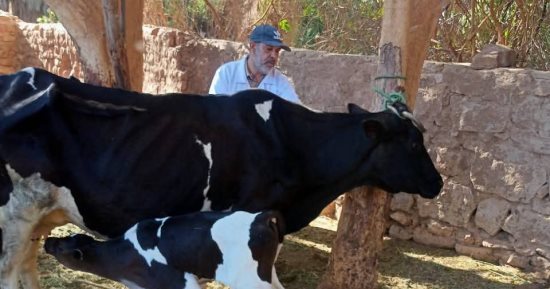 بيطري كفر الشيخ: فحص وعلاج وتحصين 831380 حيوان وطائر وغنم