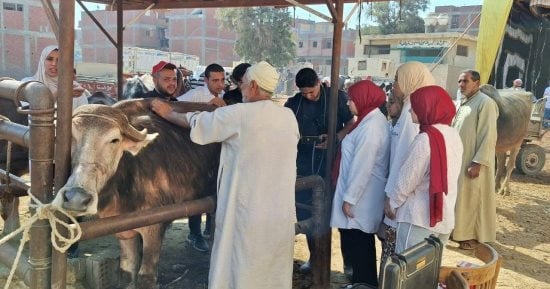 علاج 962 حيوانا و3150 طائرا خلال قافلة بيطرية بقرية محلة منوف بطنطا