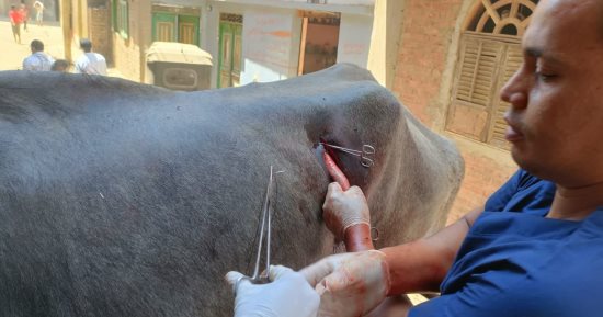 طب بيطرى سوهاج” تواصل إطلاق قوافلها العلاجية