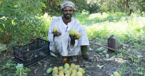 موسم المانجو في الأقصر.. معشوقة الصيف تُزهر داخل مزرعة الملك فاروق