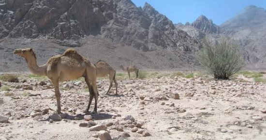 جبال القطار والدخان ووادى مليحة.. أهم مناطق السفارى فى البحر الأحمر.. صور