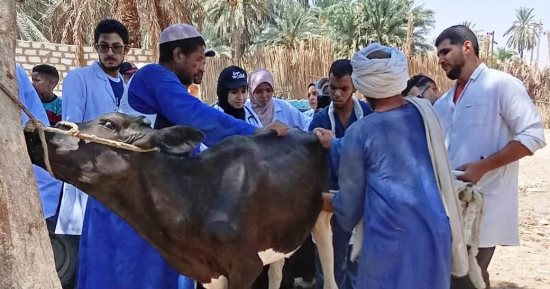 قافلة بيطرية مجانية بقرى كوم أمبو ودراو لخدمة المربين