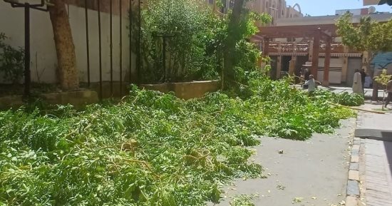 محافظ أسوان يوقع غرامة على أحد الفنادق بعد التعدى على الأشجار