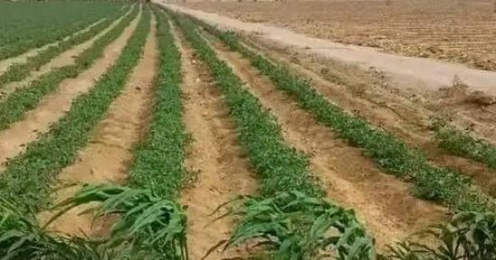 الأقصر تدعم المزارعين.. علاج 40 فدانا من دودة القصب الكبيرة.. الانتهاء من زراعة 16 حقلا إرشاديا بمحصول الذرة الرفيعة.. 20 رخصة لمحال الاتجار في الأعلاف.. ومقاومة حشرة النمل الأبيض بـ 19 منزلا بالمجان.. صور