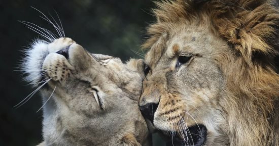 فصائل شبه منقرضة.. حديقة حيوان تشيكية تستقبل 4 أشبال من أسود بربرية نادرة 