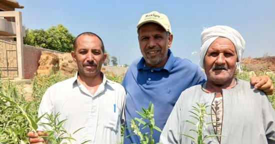 المحصول الذهبى نور غيطان الشرقية.. زراعة 15 ألف فدان سمسم بزيادة 231 فدانا عن العام الماضى.. يستخدم فى صناعة الحلويات والمخبوزات واستخراج الزيوت.. والزراعة: متوسط إنتاجية الفدان من 400 إلى 600 كيلو.. صور