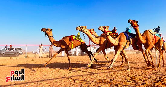 العلمين تحتضن سباق الهجن بمشاركة 1500 جمل.. عرس تراثى على رمال الساحل الشمالى