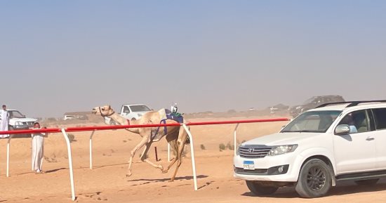 جمهور الهجن فى العلمين.. حضور جماهيرى يعكس شغف المصريين بتراث الصحراء