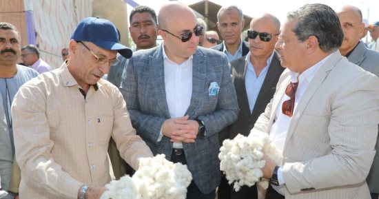 "نورت يا قطن النيل".. موسم حصاد الذهب الأبيض يبدأ فى بنى سويف.. صور