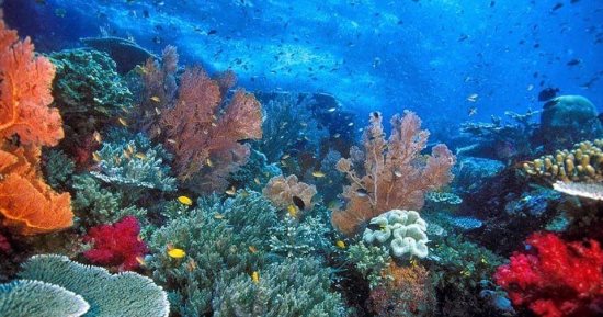 جنة تحت الماء.. إقبال أوروبى على رحلات السفارى لزيارة الجزر البحرية ومواقع الغوص بالبحر الأحمر.. مشاهدة كهوف الشعاب المرجانية والدلافين والقروش.. والأخوين والفنستون ووادي الجمال والشيلينات تجذب المحترفين.. صور
