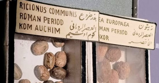مقتنيات المتحف المصرى.. بذور الخروع والزيتون من العصر الروماني