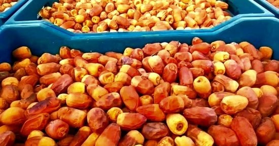 تمور الوادى الجديد ترسم البسمة على وجوه المزارعين