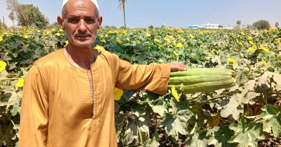 بشاير الخير.. الزوامل عاصمة زراعة اللوف في الشرقية.. فيديو
