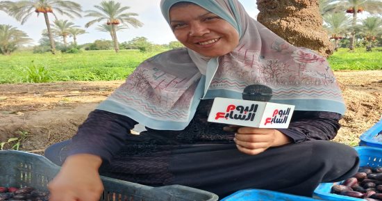 انطلاق حصاد البلح بمدينة القرين.. بلد المليون نخلة فى الشرقية.. فيديو
