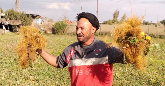 شتلات الفراولة من القليوبية لجميع المحافظات.. أحد المزارعين: ننتج نوع الفريجو وهو غير مكلف ويحقق هامش ربح.. التخزين يتم فى مجموعات الواحدة 25 شتلة والكرتونة تضم 2000 شتلة.. ونستهدف تخفيف الاستيراد.. فيديو