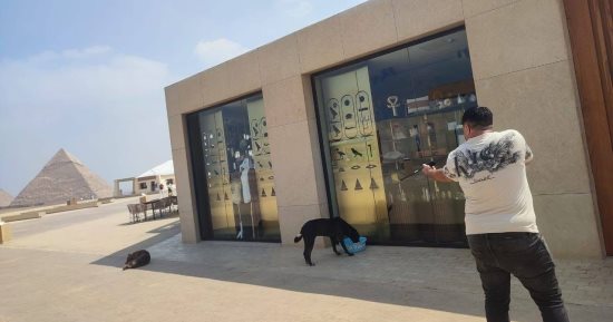 محافظة الجيزة: تحصين الكلاب الحرة بالمنطقة الأثرية لحماية المواطنين والزائرين