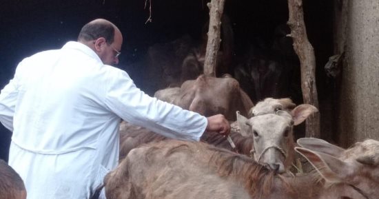 الزراعة: السيطرة على الحمى القلاعية "SAT 1"..إنتاج 8 ملايين جرعة لقاح وتحصين 4 ملايين رأس ماشية محليا..تأمين حركة تداول الحيوانات وتطهير الأسواق.. الطب البيطرى: الوضع الوبائى تحت السيطرة واللحوم فى الأسواق آمنة