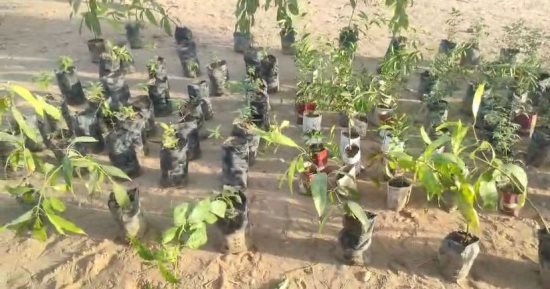 انطلاق حملة "دنقلا خضراء" لزراعة مليون شتلة بالولاية الشمالية فى السودان