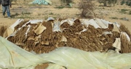 مزارع الموت فى قلب الرمال.. كيف تسقط قلاع الكيف أمام ضربات الداخلية؟