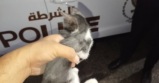 مشهد إنسانى مؤثر.. رجال الشرطة ينقذون قطة علقت داخل عمود إنارة فى بورسعيد (صور)
