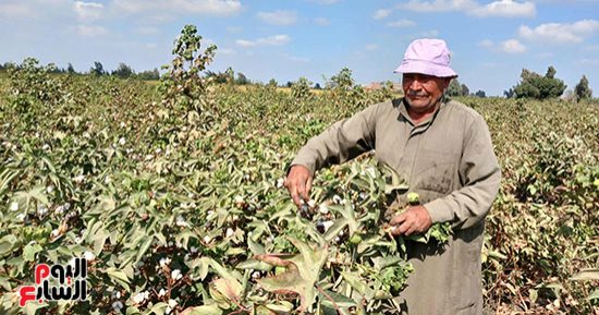 نورت يا قطن النيل.. بدء موسم جنى الذهب الأبيض فى 36863 فدانا صنف جيزة 94 بزمام محافظة الشرقية.. مدير عام الزراعة 23 حلقة تسويقية لتسلم المحصول من المزارعين ومتوسط إنتاجية الفدان من 8 إلى 11 قنطارا