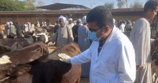 الزراعة: تحصين أكثر من 2 مليون رأس ماشية ضمن الحملة القومية ضد الحمى القلاعية