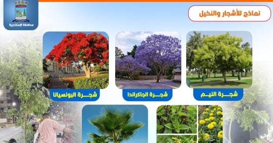 محافظ الإسكندرية: زراعة أشجار ونباتات جديدة مستدامة وجمالية بطريق الحرية بعد التطوير