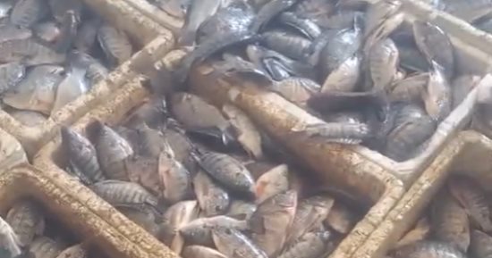مبادرة من شباب بلطيم لبيع أسماك البلطي السوبر بـ 35 جنيها.. فيديو