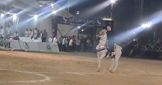 انطلاق مسابقات تراث أدب الخيل بمهرجان الشرقية للخيول العربية.. فيديو 