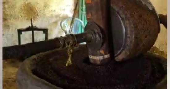 المعصرة الحجرية.. أقدم آلة لعصر الزيتون في الواحات.. من هنا يخرج أحلى زيت زيتون أصلي