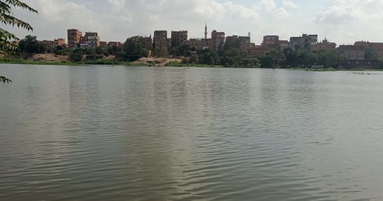 هل انخفض منسوب مياه النيل فى جزيرة دواود بالمنوفية؟.. فيديو مباشر للوضع الآن