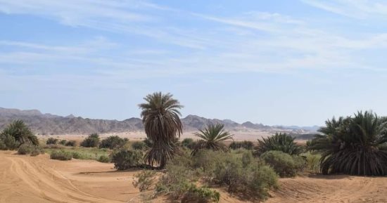 وادى مليحة أو كبة النخلة واحة طبيعية فى قلب صحراء الغردقة.. تزخر بتنوع طبيعى ساحر من أشجار نخيل ودوم وبحيرات صنعتها مياه الأمطار.. يتوافد إليها الآلاف من عشاق المغامرة ورحلات السفارى الجبلية.. صور