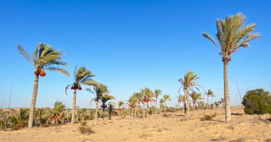 من صحراء جرداء لجنة خضراء.. أرض البطولات فى سيناء تتحول لمزارع منتجة