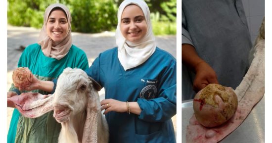 استئصال ورم ليفى يزن كيلوجرام من أذن تيس بالطب البيطرى جامعة القاهرة