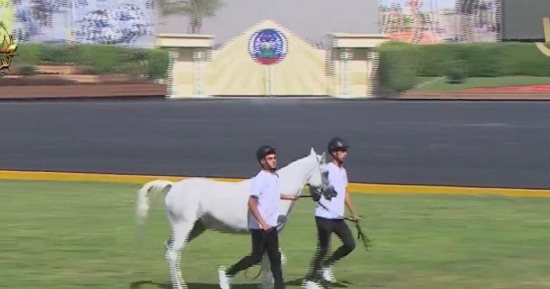 في يوبيلها الذهبي.. أكاديمية الشرطة تستعرض الخيول العربية الأصيلة