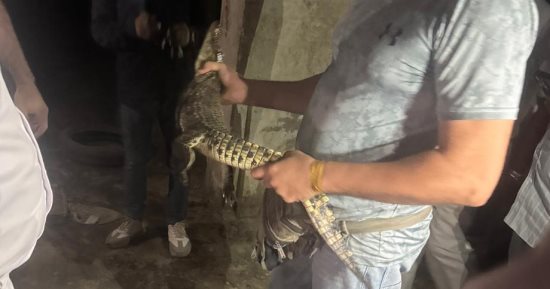 بعد ظهور تماسيح بقرية الزوامل.. اعرف الجهات المسموح لها حيازة حيوانات خطرة